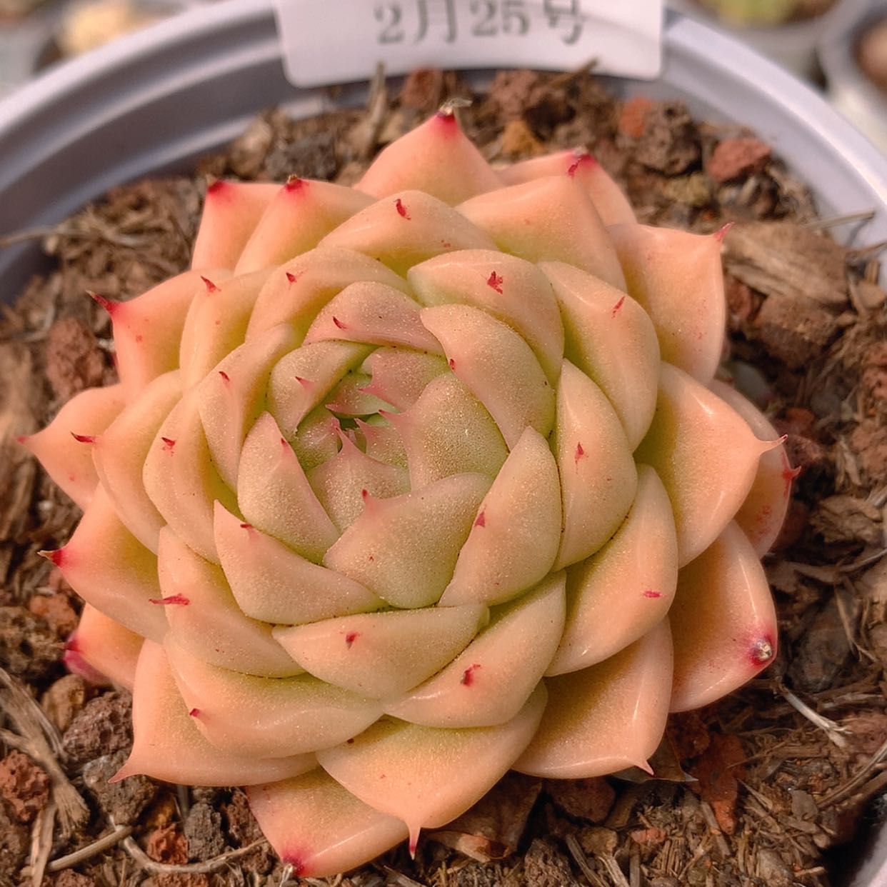 【闪购商品】云222