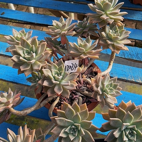 一***虹红粉月群12024