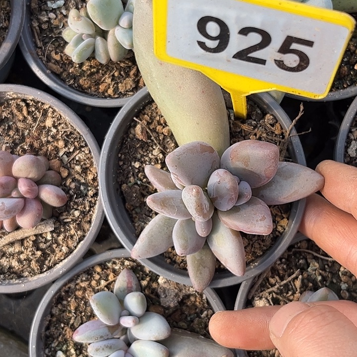 小***儿多肉植物企鹅群925