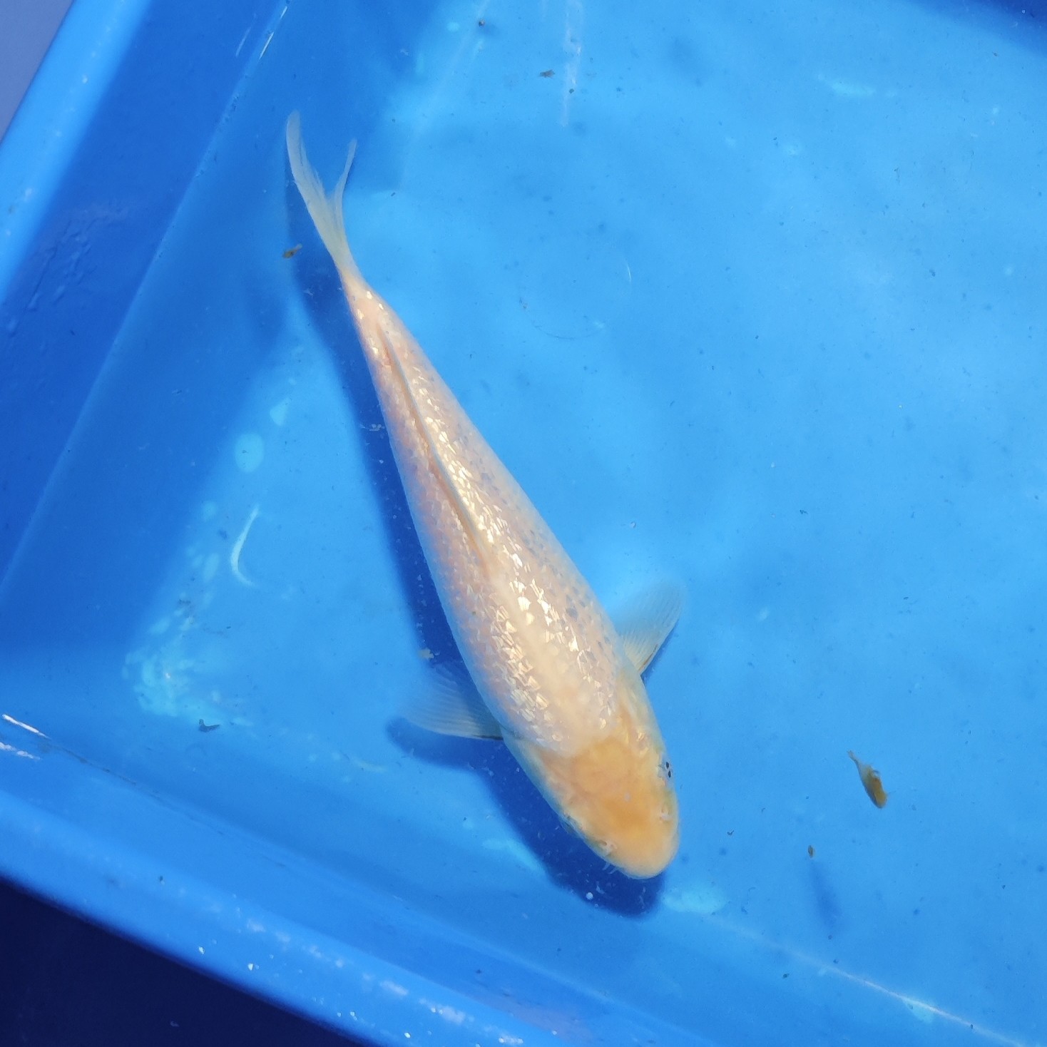 用户专属进口可溯源锦鲤红白昭和大正高端锦鲤鱼