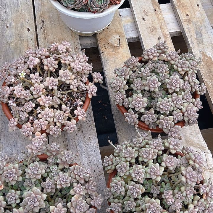 丸叶姬秋丽，满180包邮