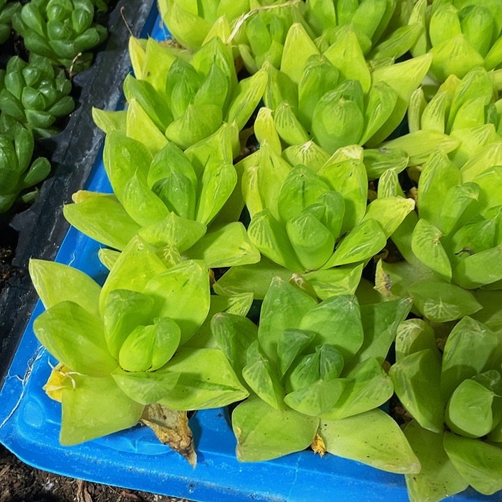 黄金玉露1元带土发货