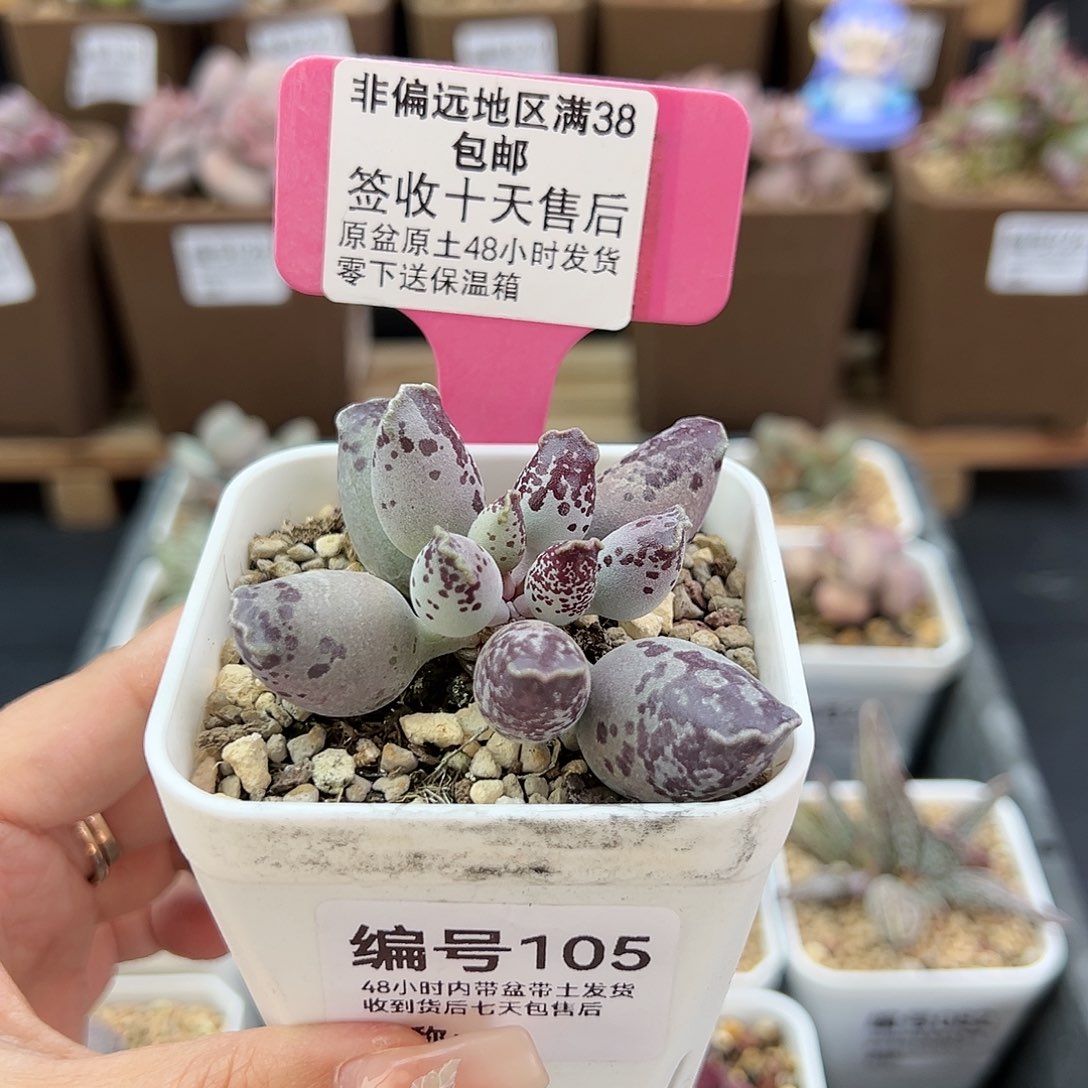 105一代紫肌海豹多肉植物