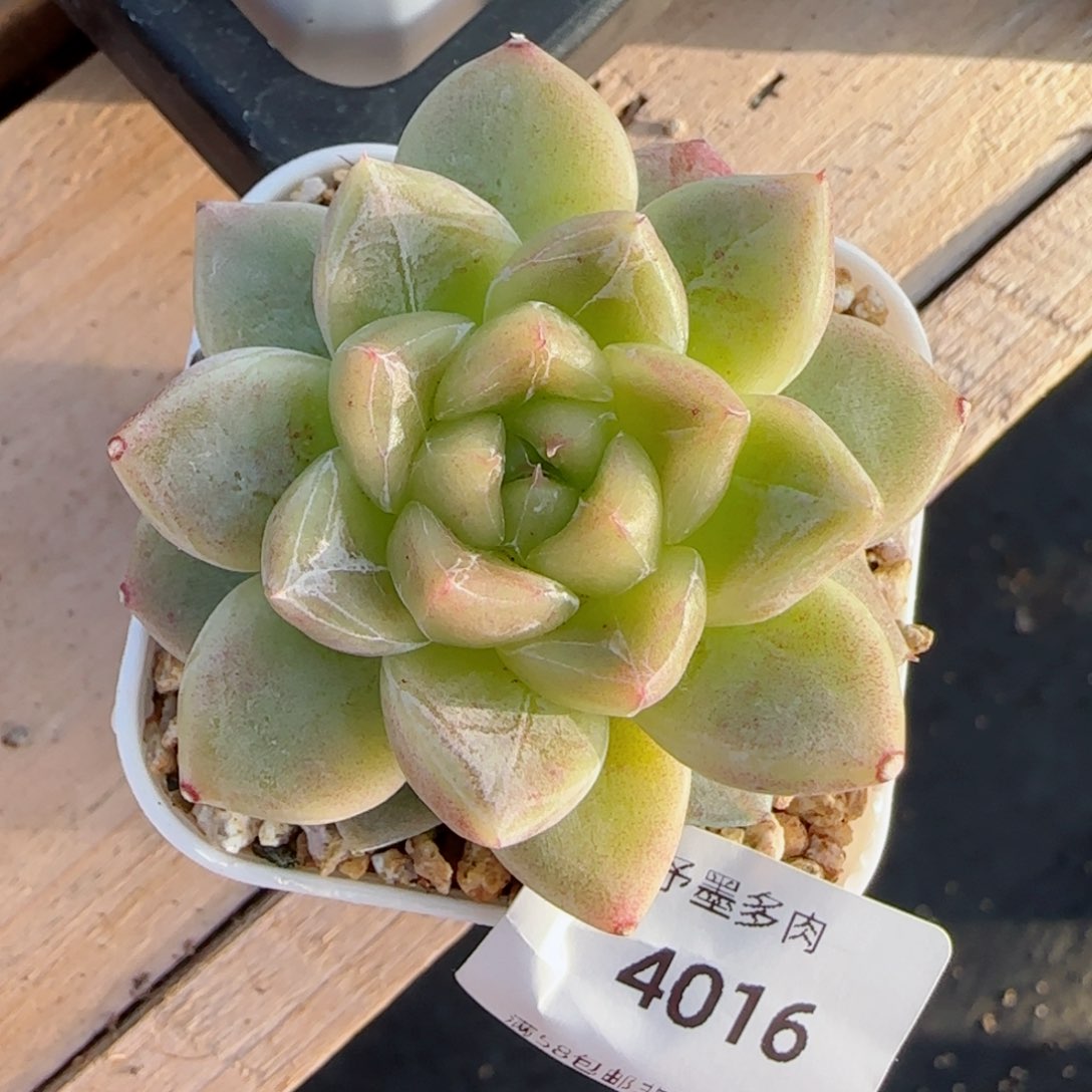 青禾，4016多肉植物