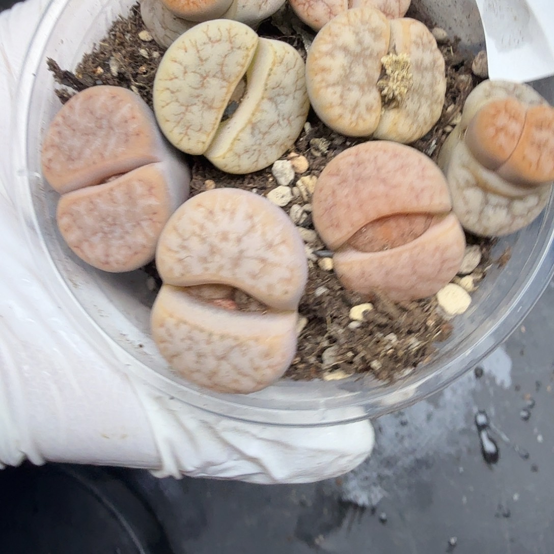 好喜欢看肖蘸唱歌343