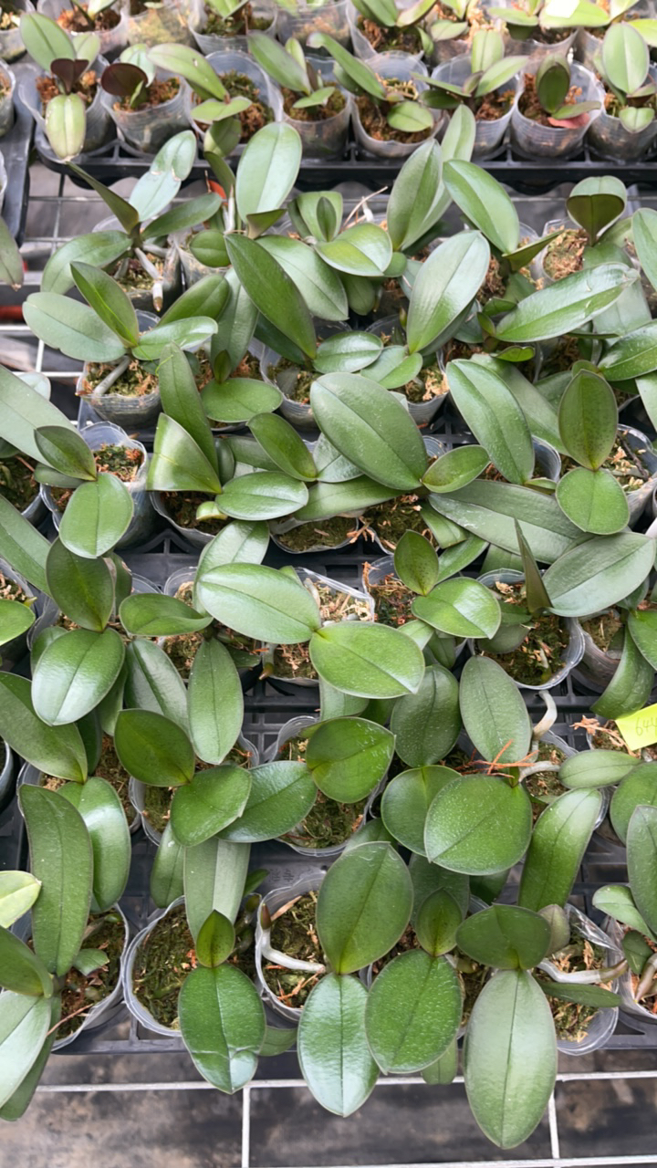 1.7寸杯无名 果荚  733 蝴蝶兰