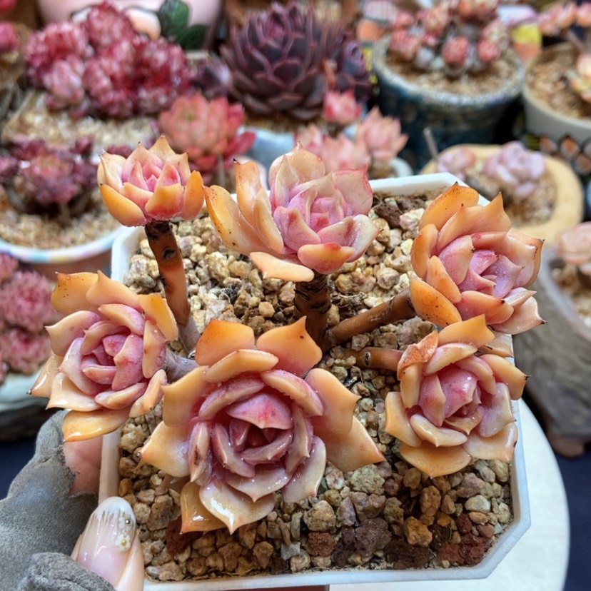 【闪购商品】粉蝶群