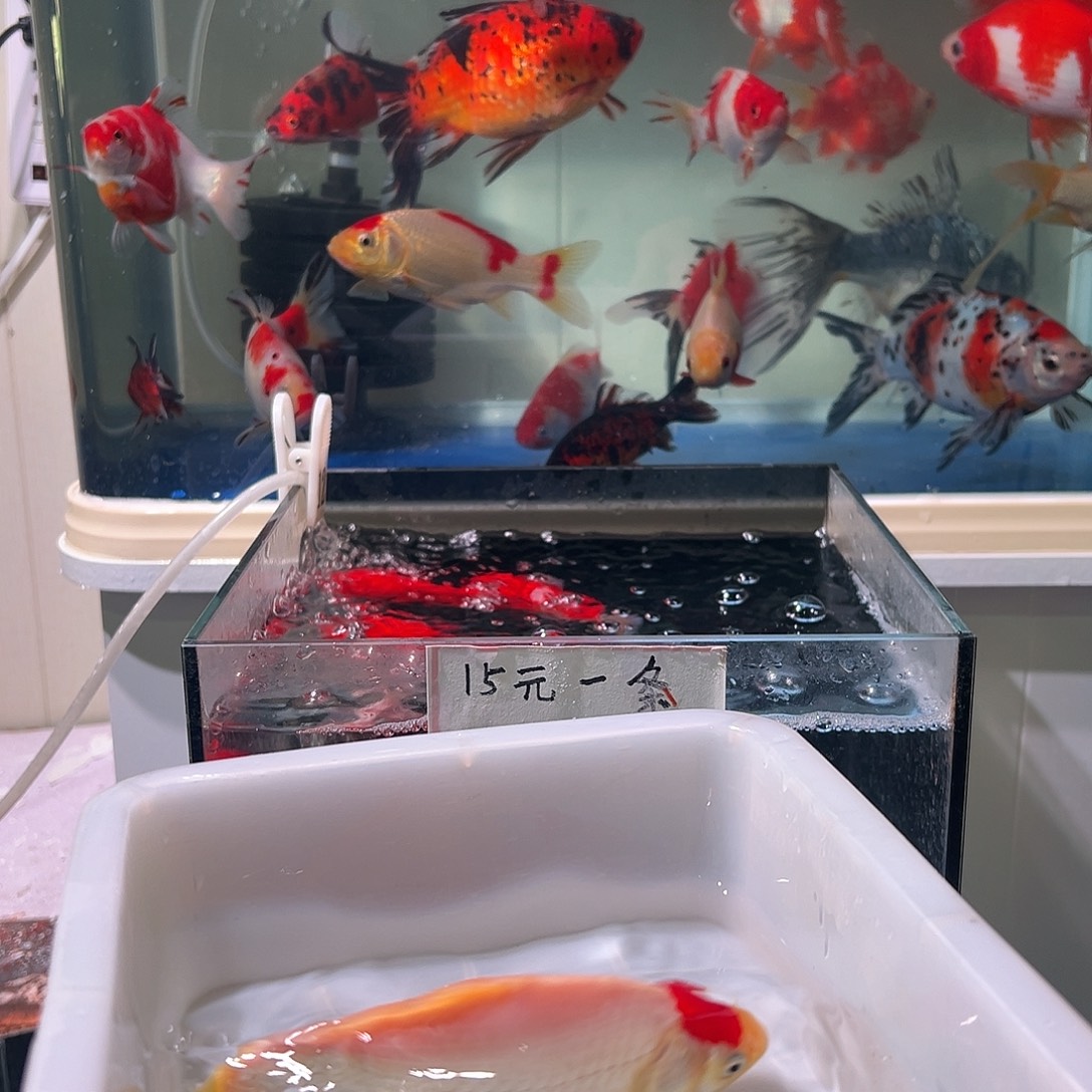 w***e海水观赏鱼福利多多啊