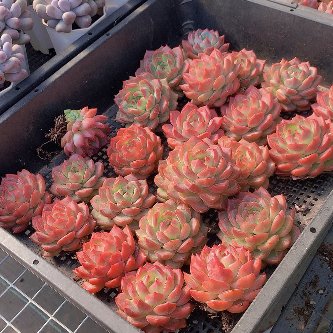 小红鸾000000000000000