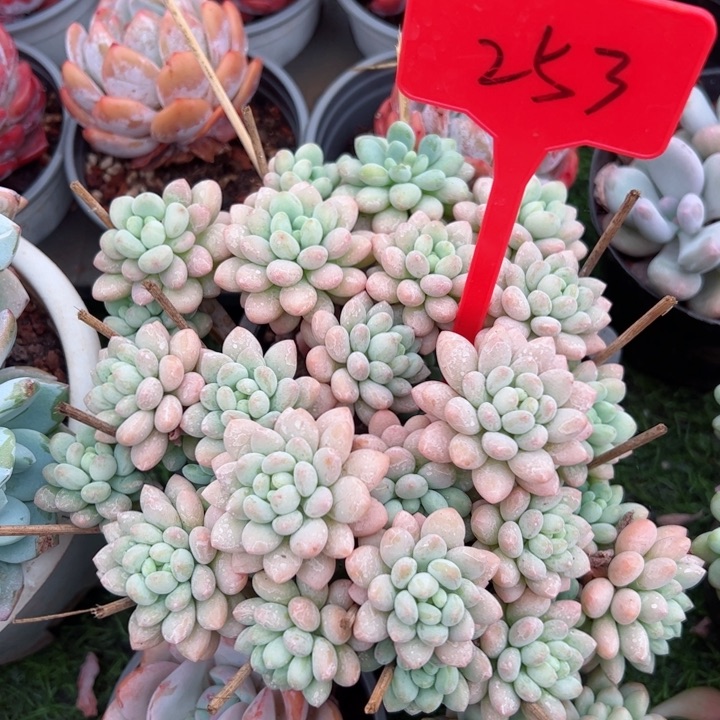 253洛可可平平安安