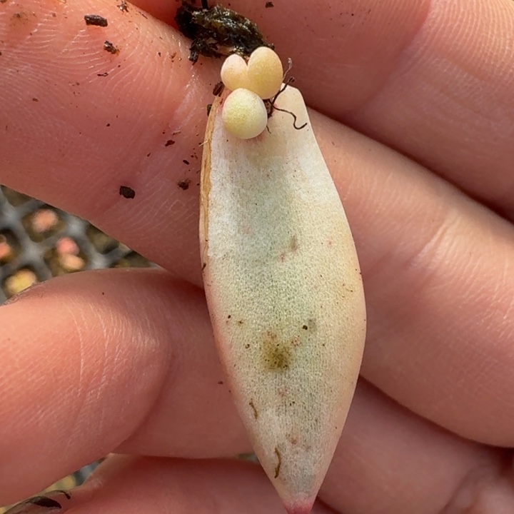 重楼叶片一物一拍