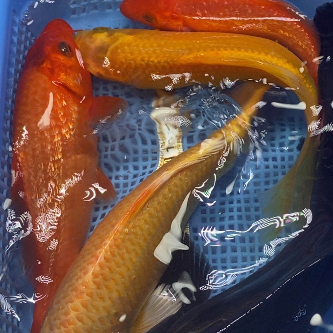 锦鲤冷水锦鲤包邮