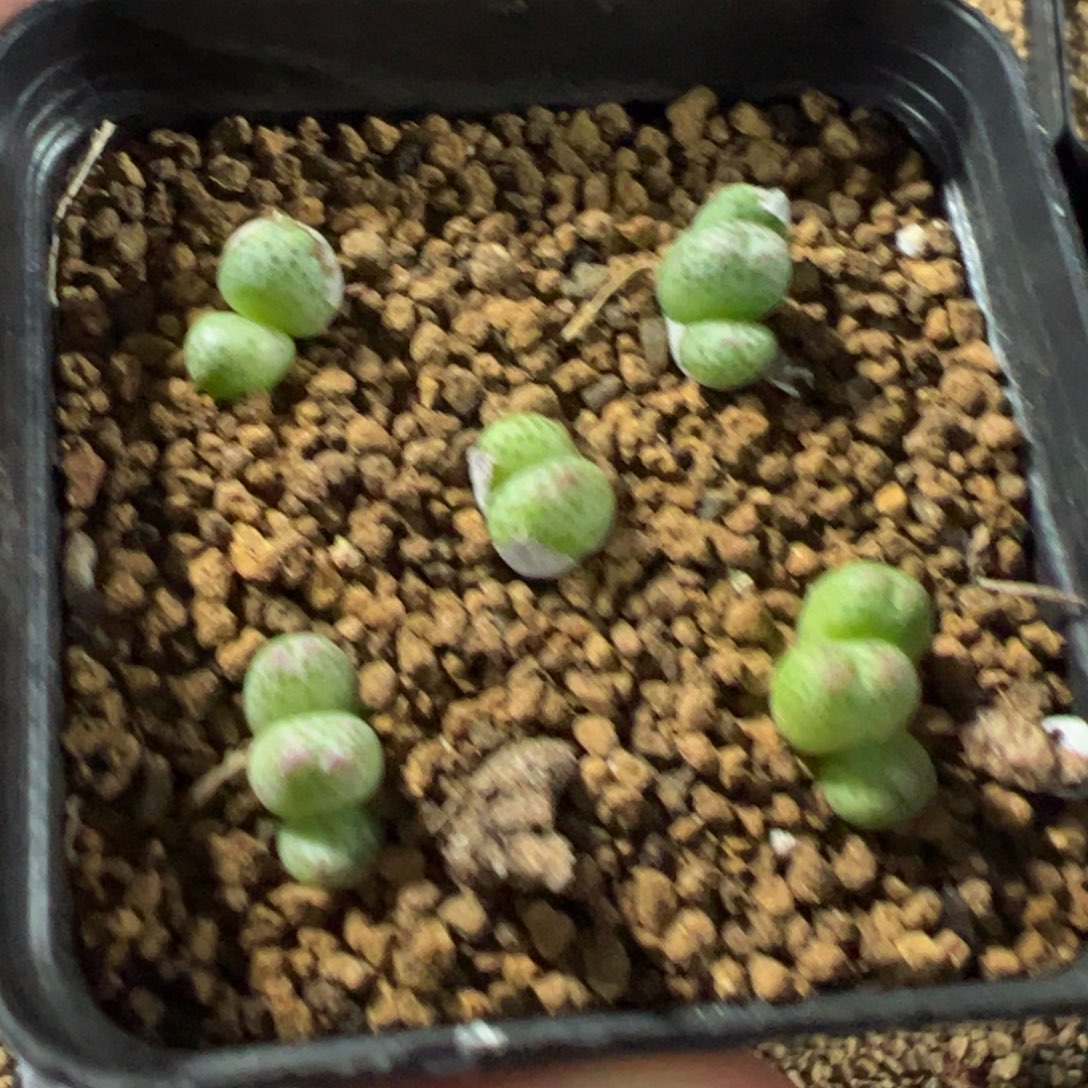 11-198肉锥多肉植物