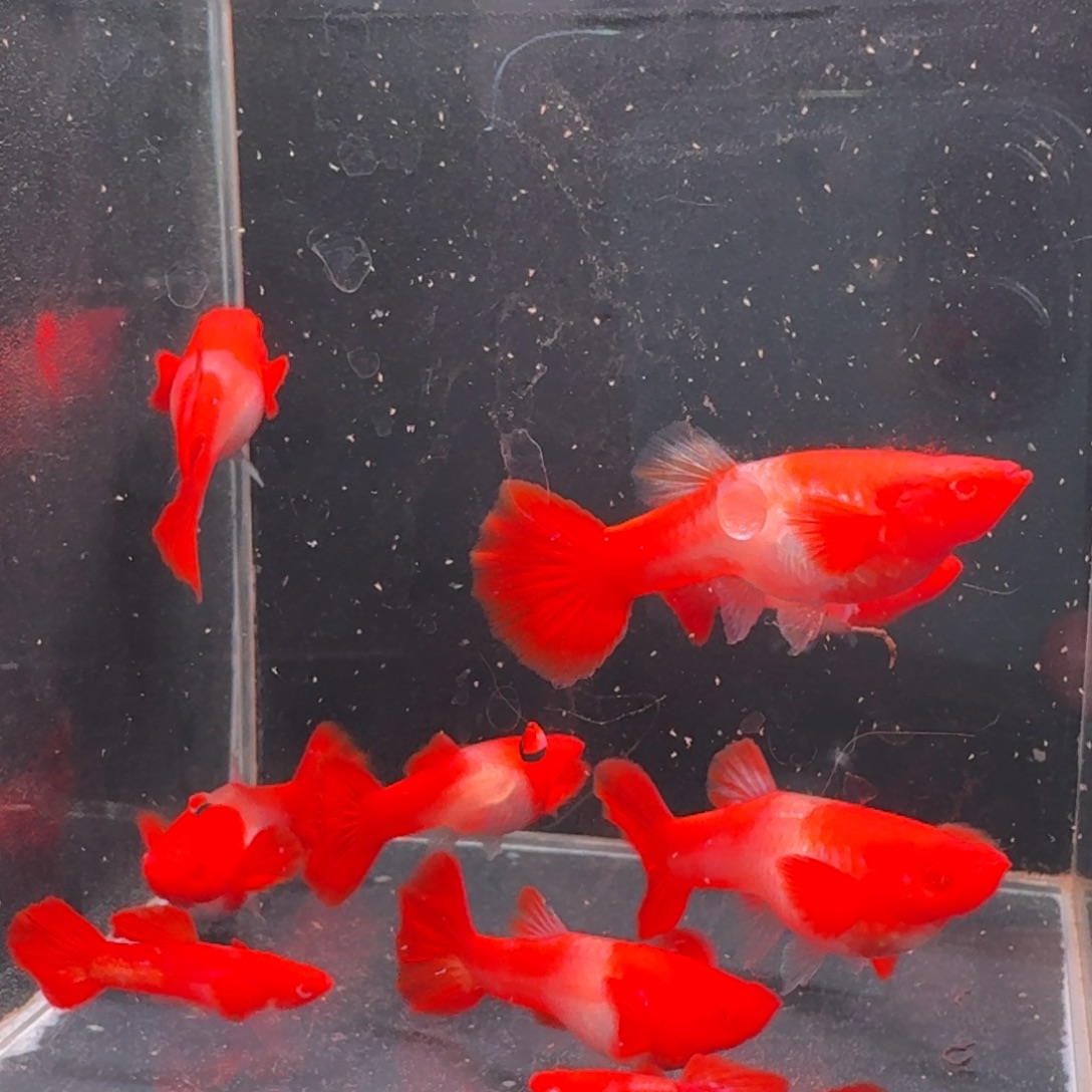 孔雀鱼双分水3公7母