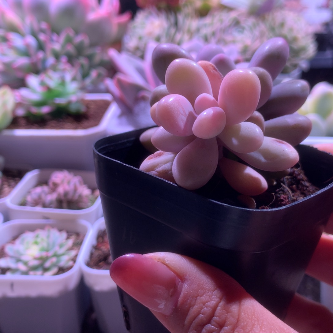 桃蛋覆轮锦有根有