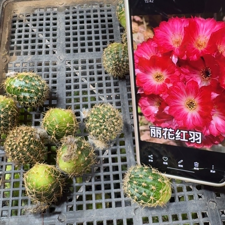 249丽花红羽歪2到3公分左右无根侧牙，20包邮