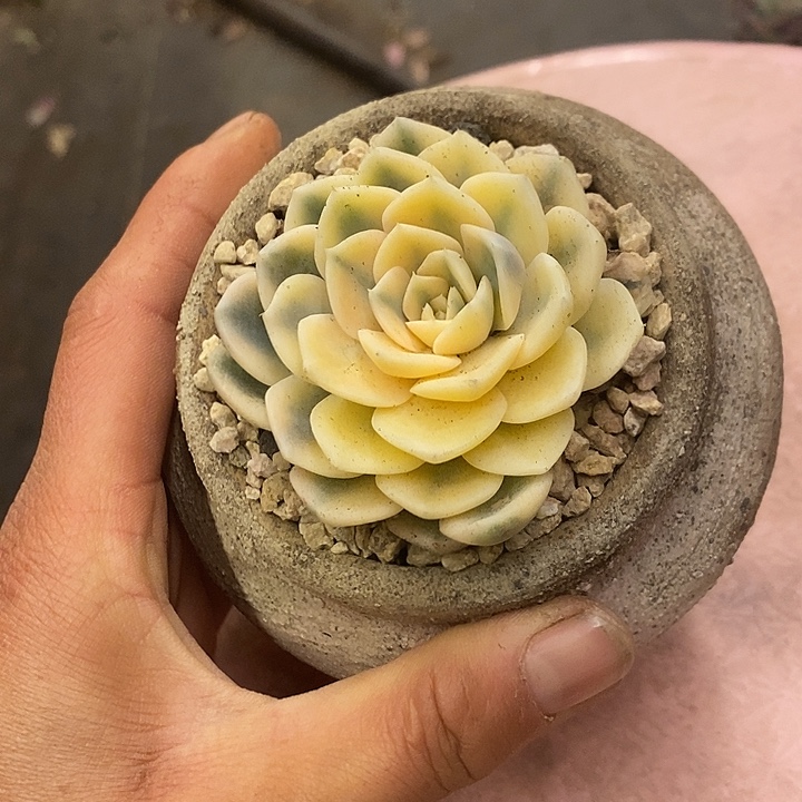 妮***多肉植物肉肉植物