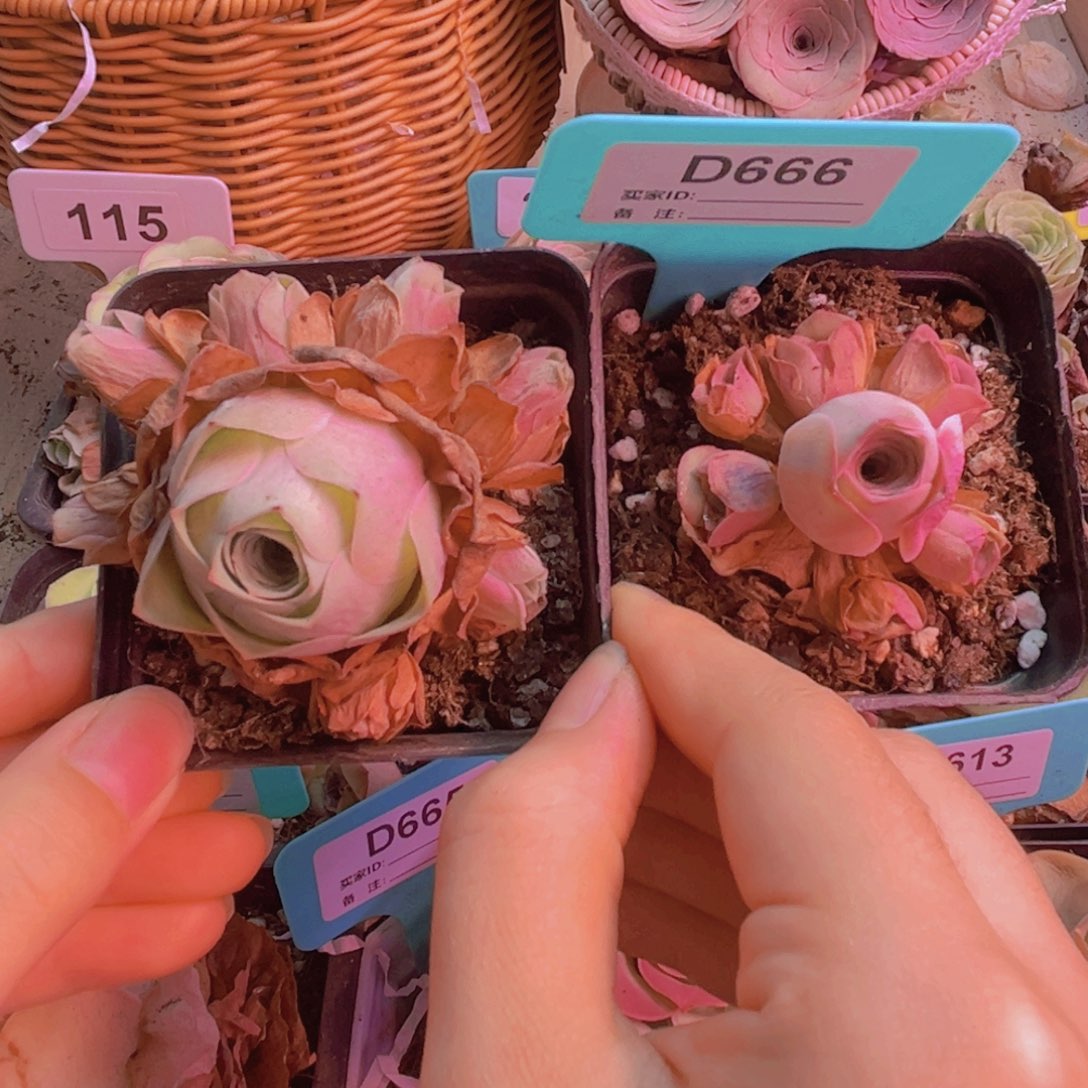 666山地玫瑰 一共两颗福利款