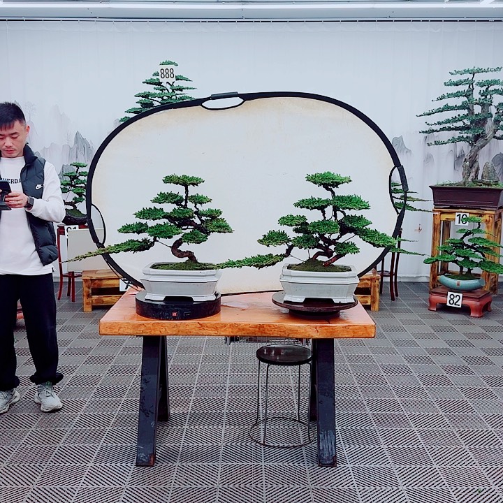 无花朵松柏盆景，一物一拍