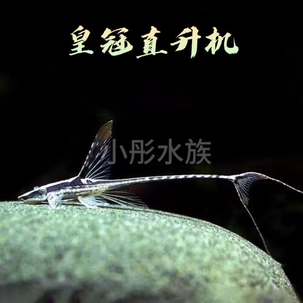 异型鱼皇冠直升机观赏鱼清缸除藻工具鱼南美鱼热带鱼擦玻璃啃藻