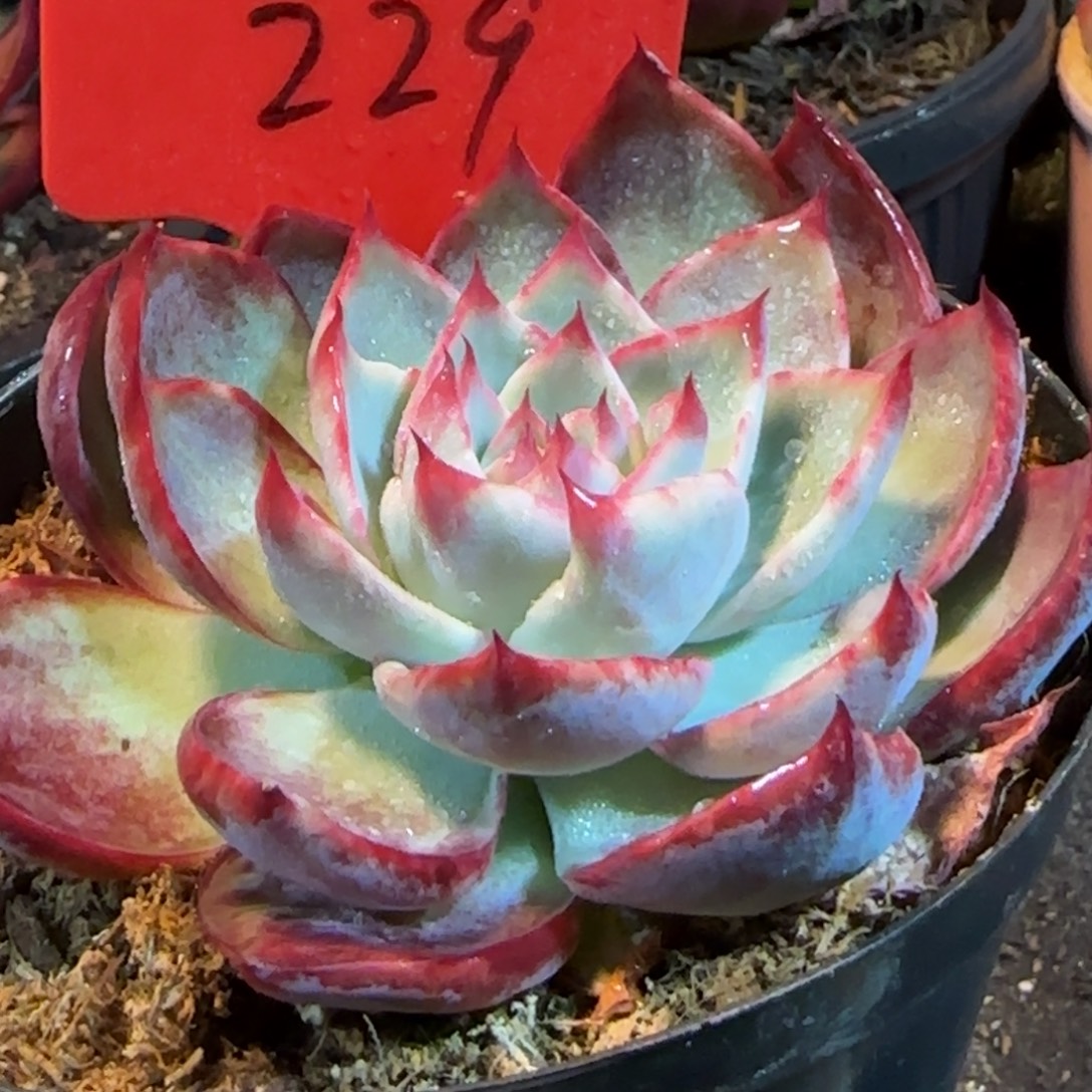 惊鸿一物一拍包装收缩花旱229