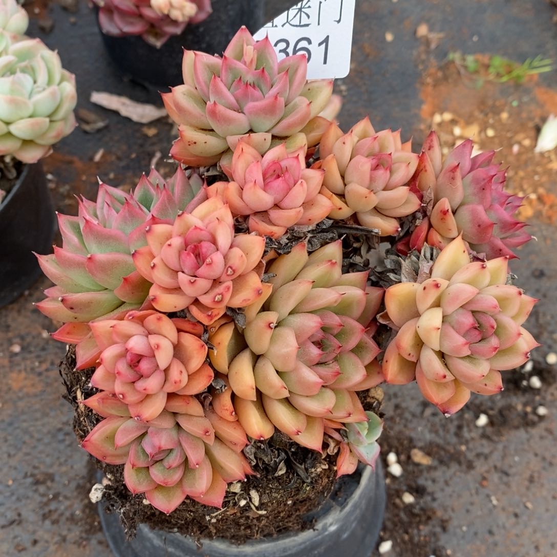 杂交精品多肉5361~12厘米