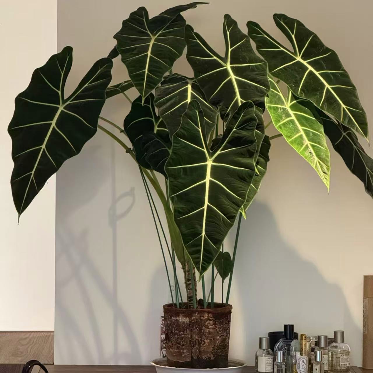 【单颗老桩绿鹅绒海芋】室内净化空气绿植盆栽好养适合办公桌窗台