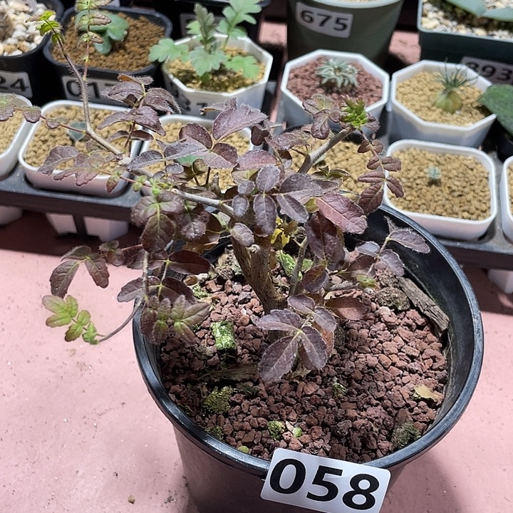 058滔天没药橄榄块根