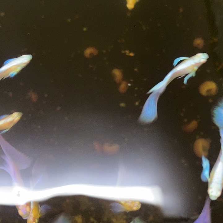 我***果孔雀鱼龙鳞球三母