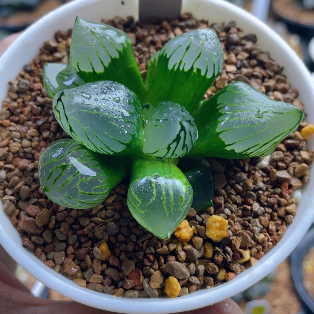 5.十二卷多肉魔晶球寿。    