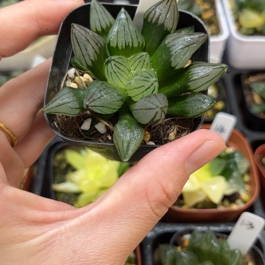 2西瓜寿一物一拍……