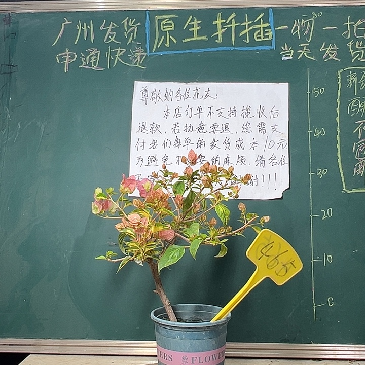 全部花苞 金心橙白  465