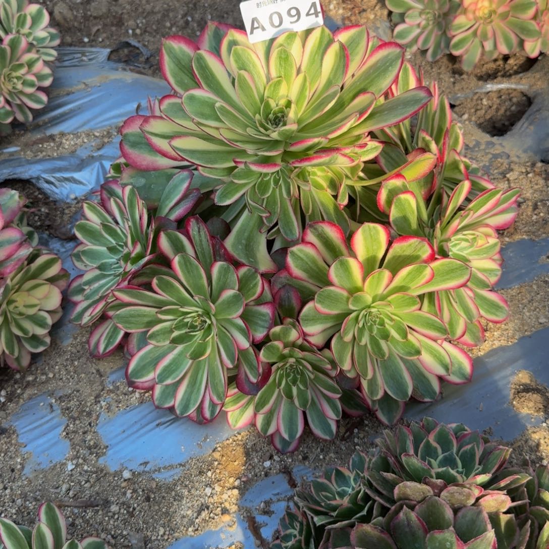 094瑶光。多肉植物