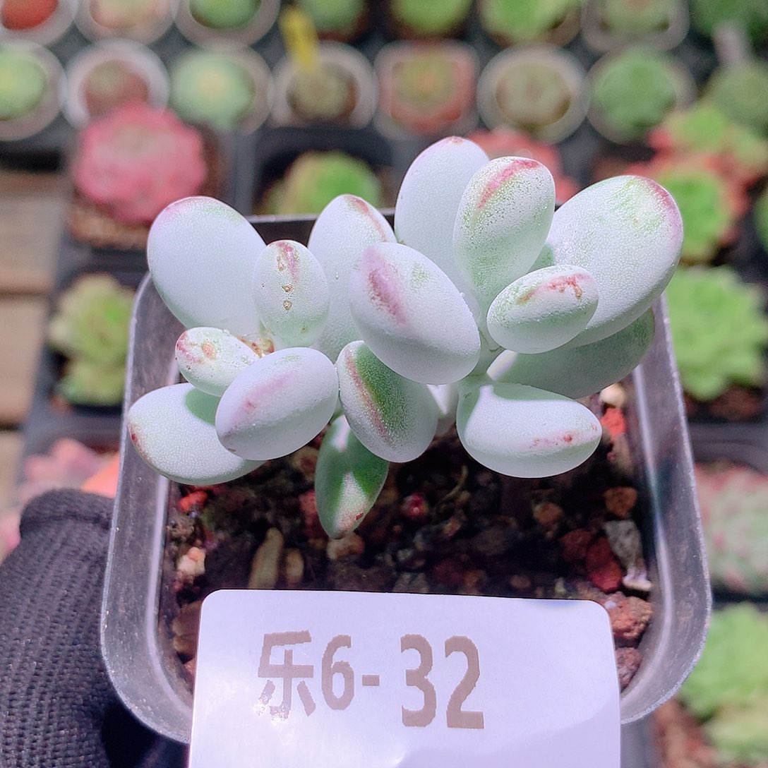 乐然6-32 乒乓福娘 