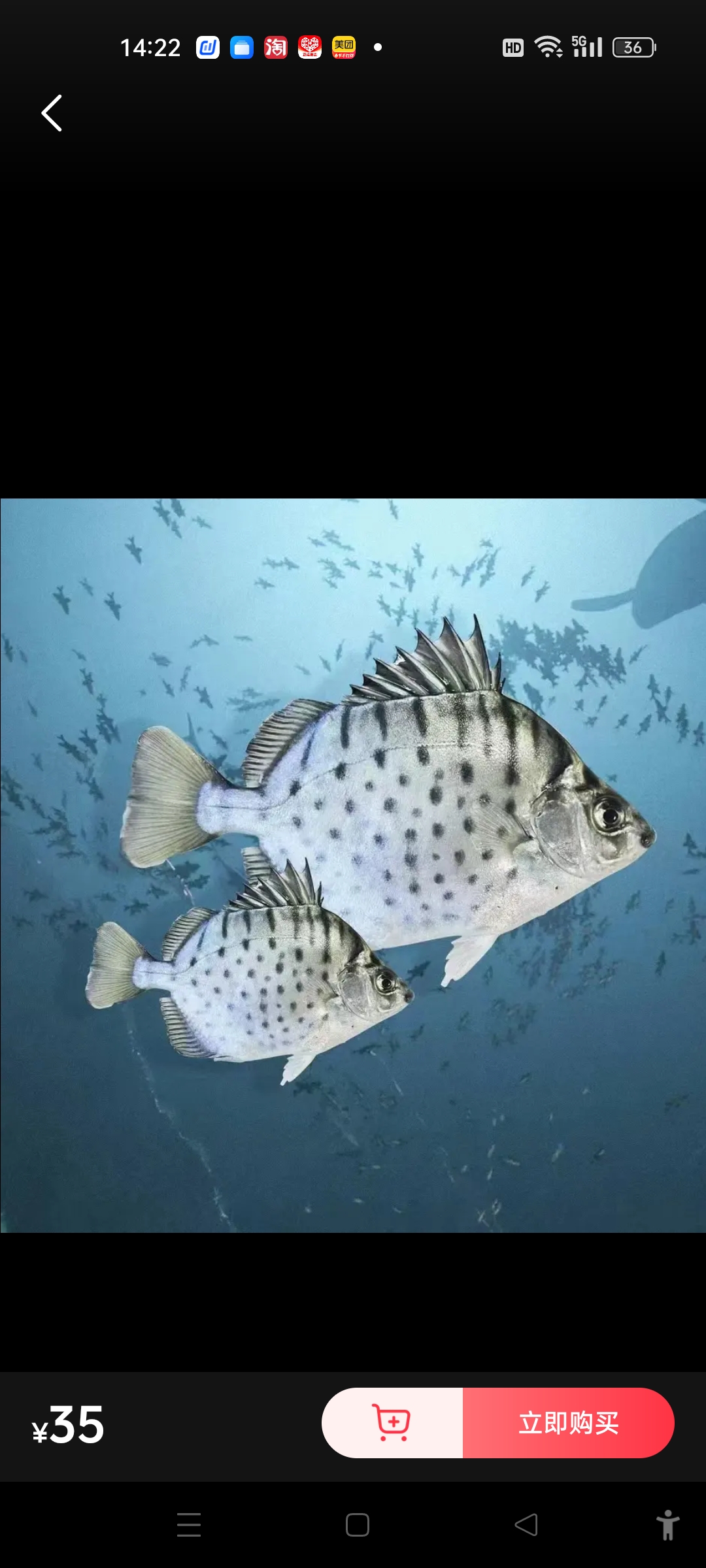 活体宠物大型热带鱼 银谷鱼