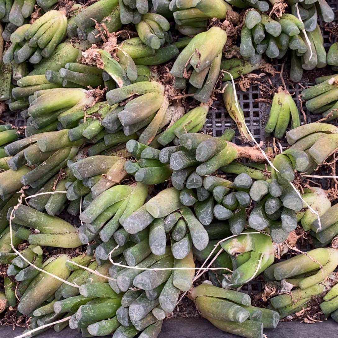 814 一颗中西门庆万象 双11福利