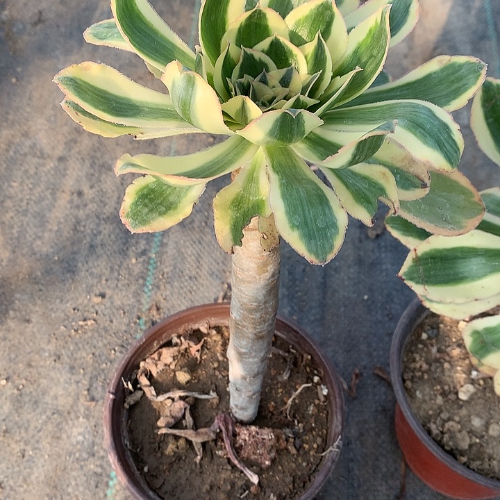 燕****站500燕姿锦多肉葡萄