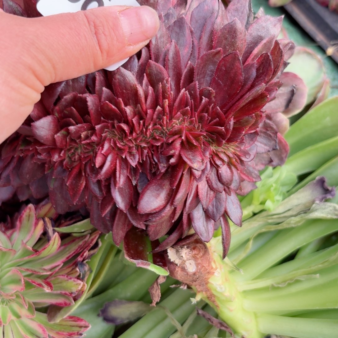 嗯8649 号多肉法师特价没有根