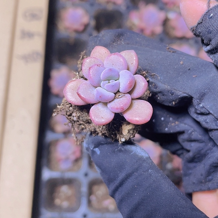 23精品香芋团2颗一组