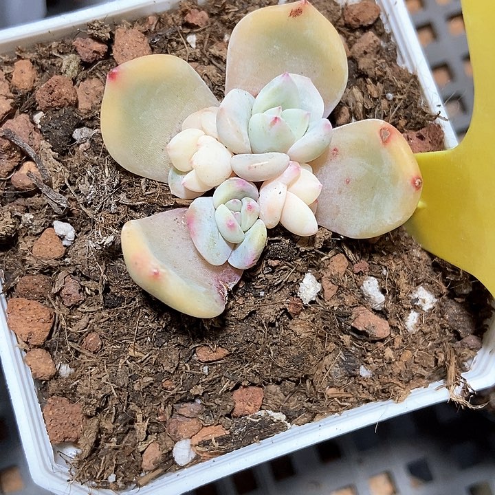 多肉植物橙子锦6110