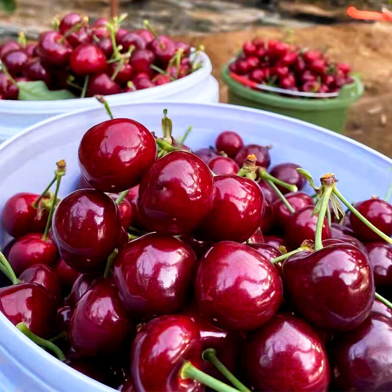 【5斤大箱美早！脆甜】【现货！顺丰包邮】山东烟台美早大樱桃脆甜2-5斤