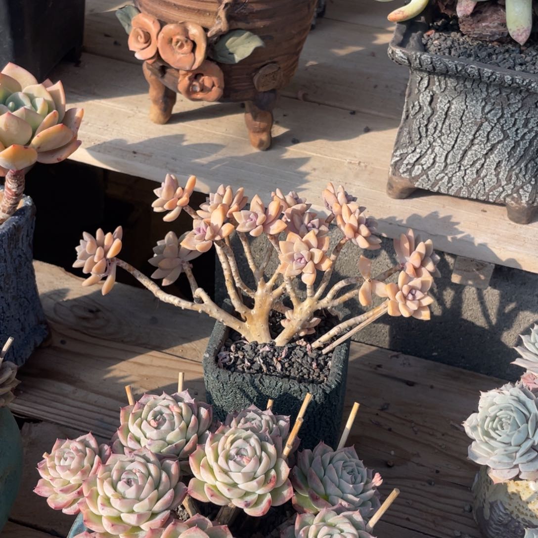 多肉植物多肉植物