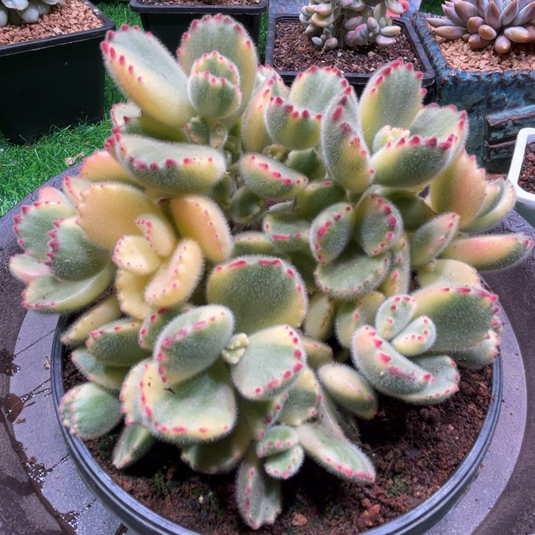 白熊，一物一拍。     