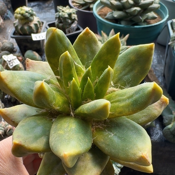 093龙牙散斑锦仙人球