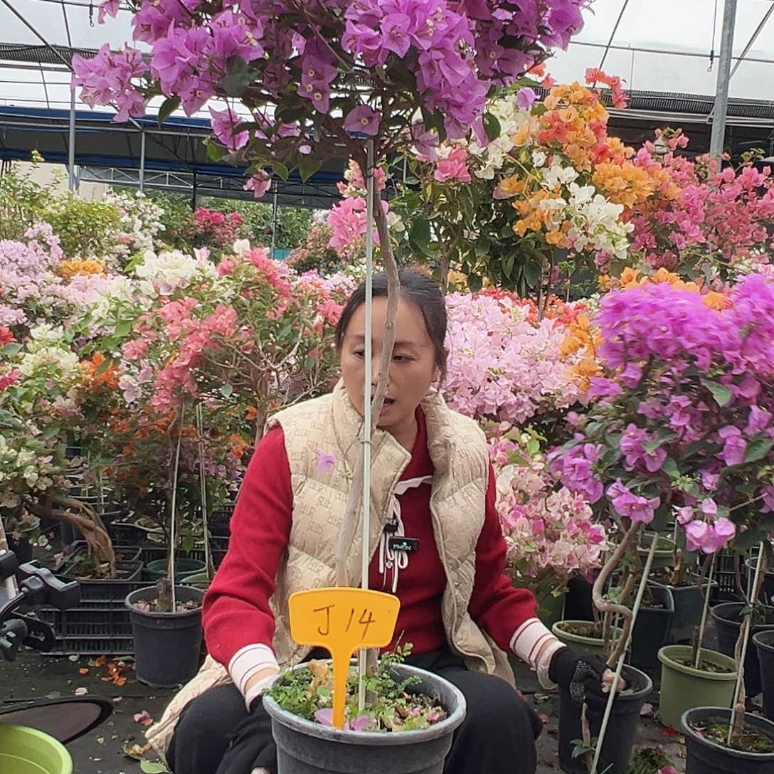 开***抖大部分花苞少量开放J14巴西紫