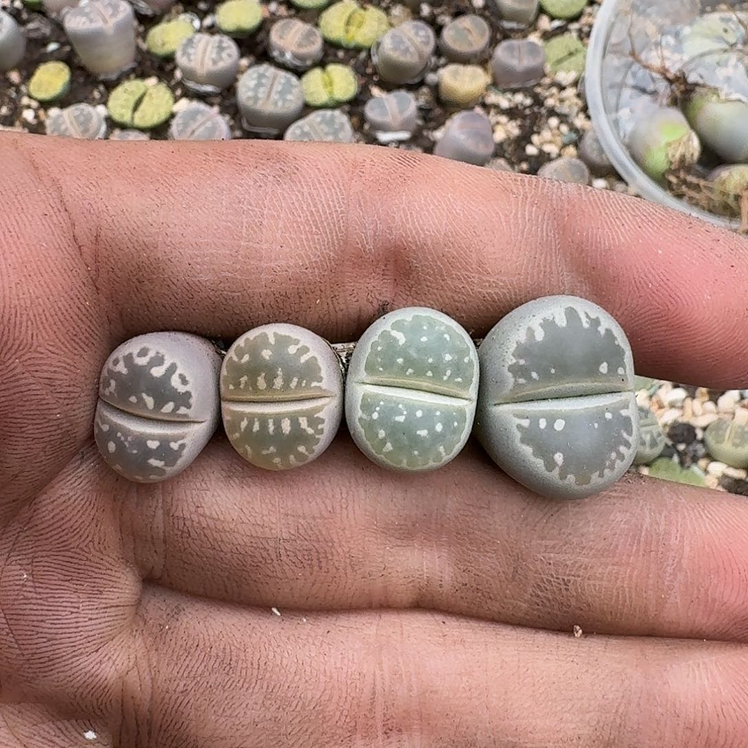 2890 哈哈哈哈哈哈哈哈哈哈