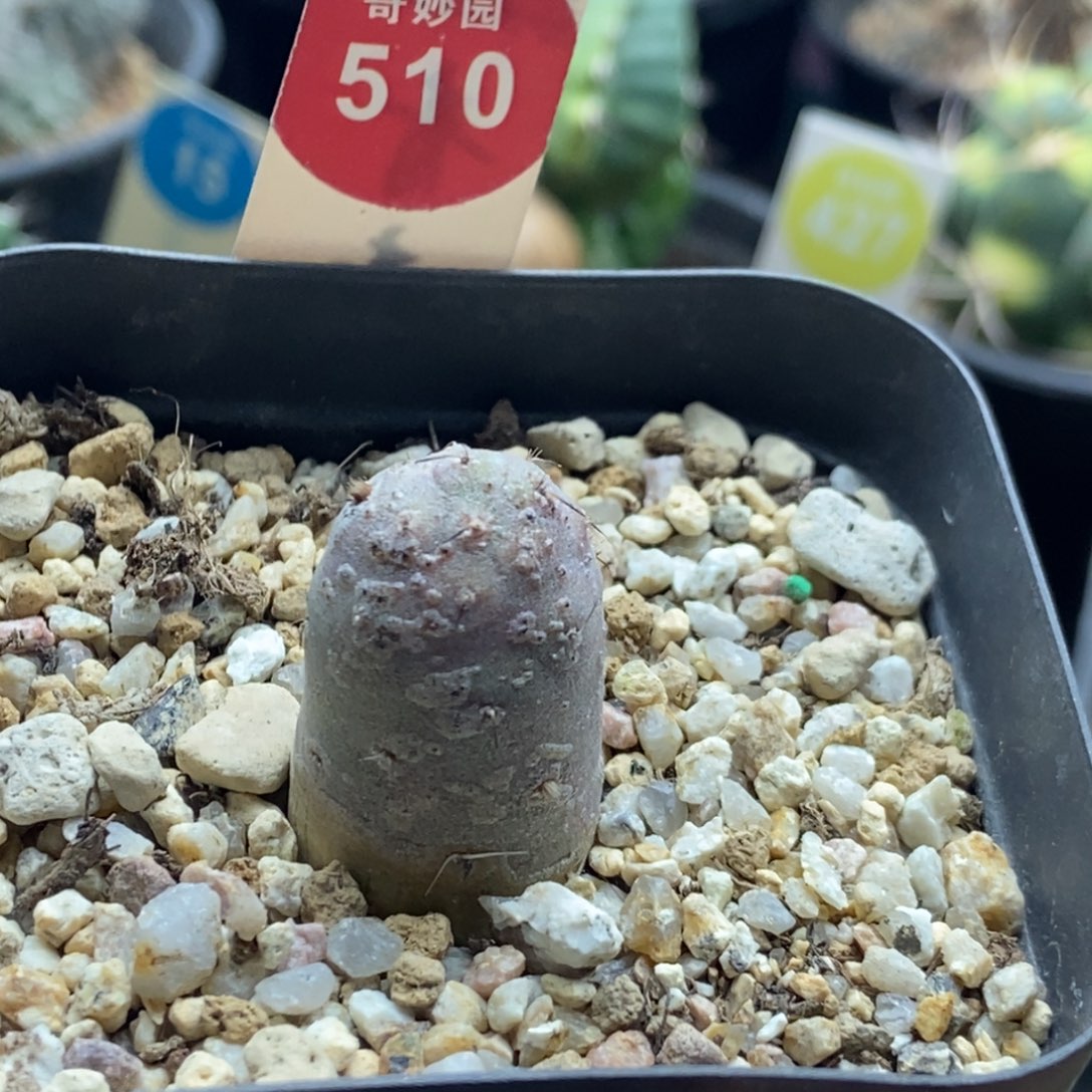 实生习志野1.8cm一棵仙人球