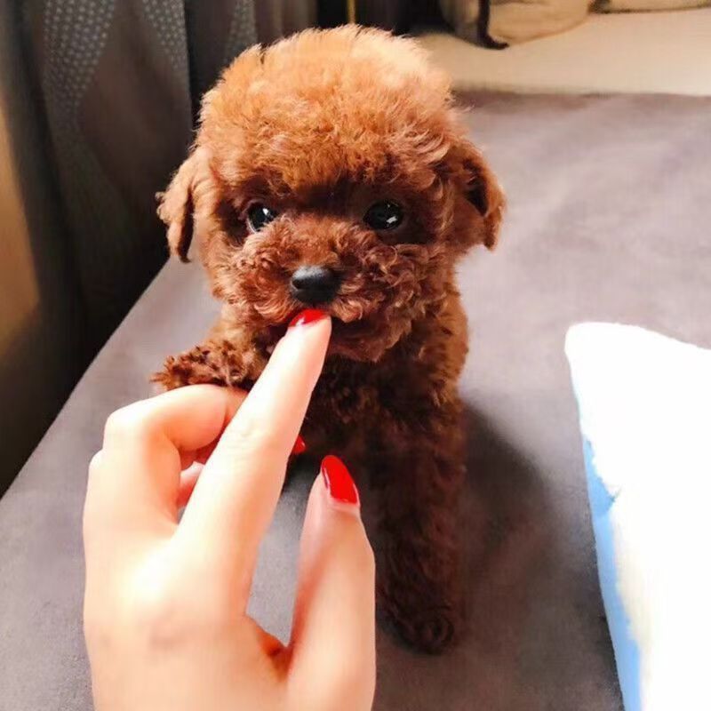 精品泰迪小体犬    包邮包活   疫苗齐全