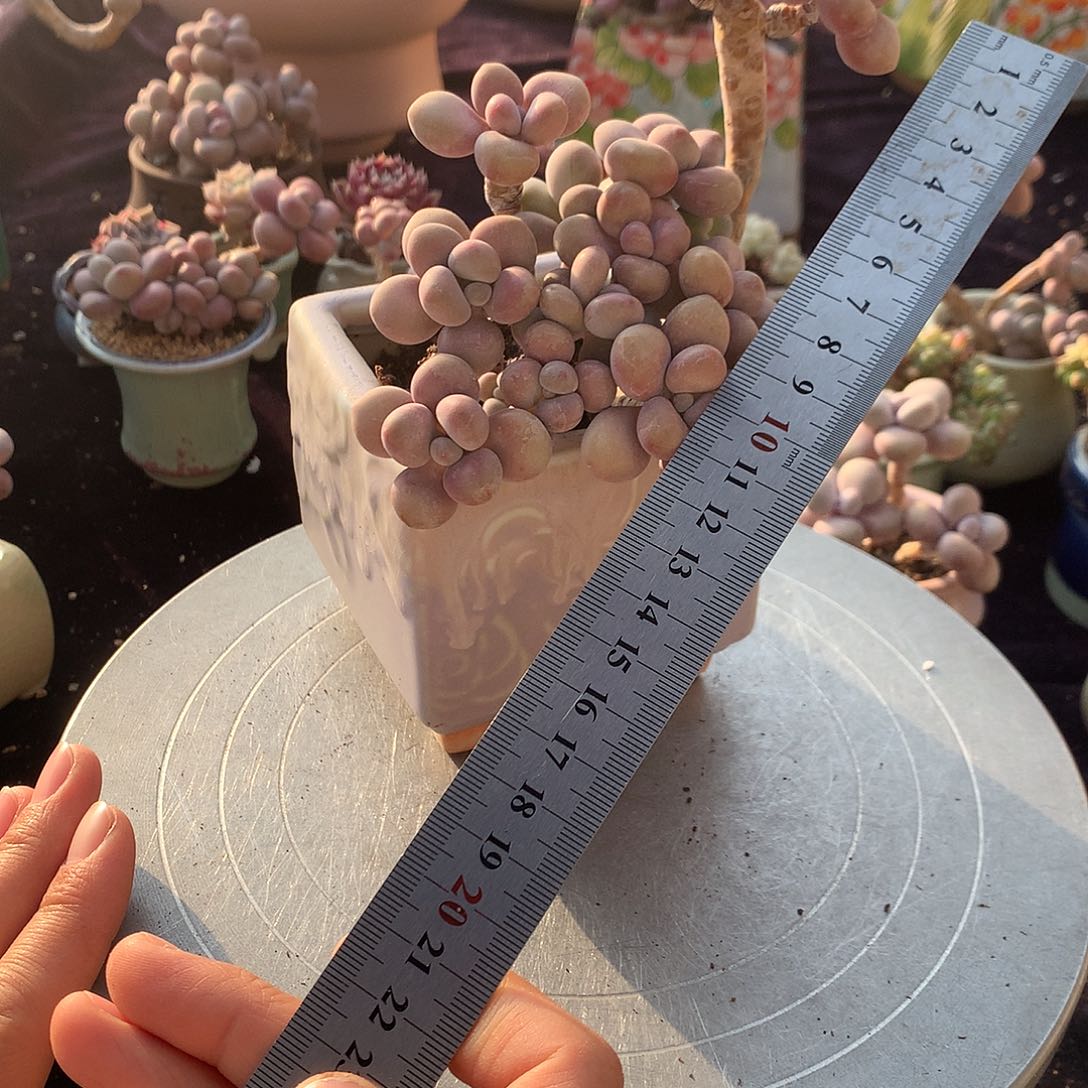 40号带盆偏远地区不包邮的