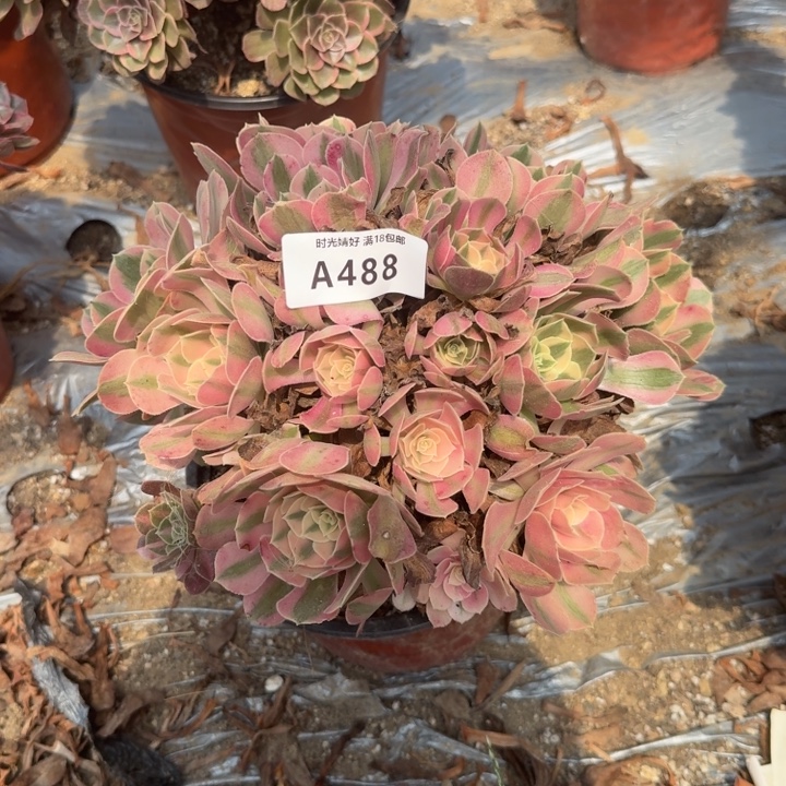 488。粉女巫。多肉植物
